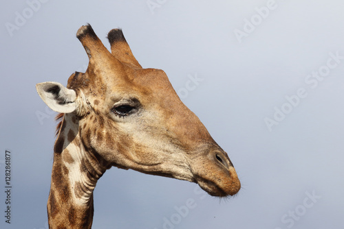 Canvas Print Giraffe / Giraffe / Giraffa camelopardalis
