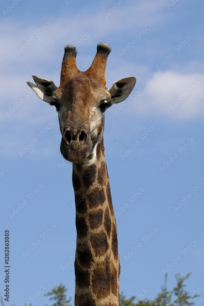 Fototapeta premium Giraffe / Giraffe / Giraffa camelopardalis