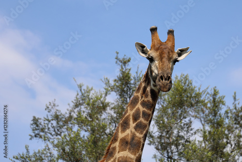 Photography Giraffe / Giraffe / Giraffa camelopardalis