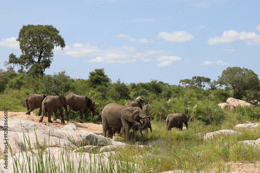 Afrikanischer Elefant im Biyamiti River/ African elephant in Biyamiti River / Loxodonta africana Afrikanischer Elefant im Biyamiti River/ African elephant in Biyamiti River / Loxodonta africana