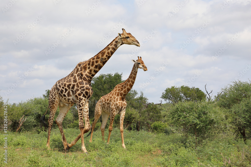 Obraz premium Giraffe / Giraffe / Giraffa camelopardalis