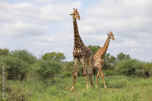 Canvas Print Giraffe / Giraffe / Giraffa camelopardalis