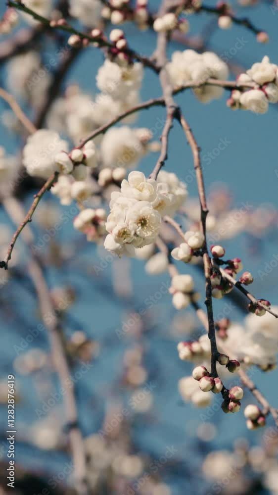 Sakura Flowers in Spring. Sakura flowers. 4k Sakura Flowers in Spring. Sakura flowers. 4k