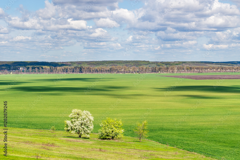 Obraz premium Green field with blooming tree in spring