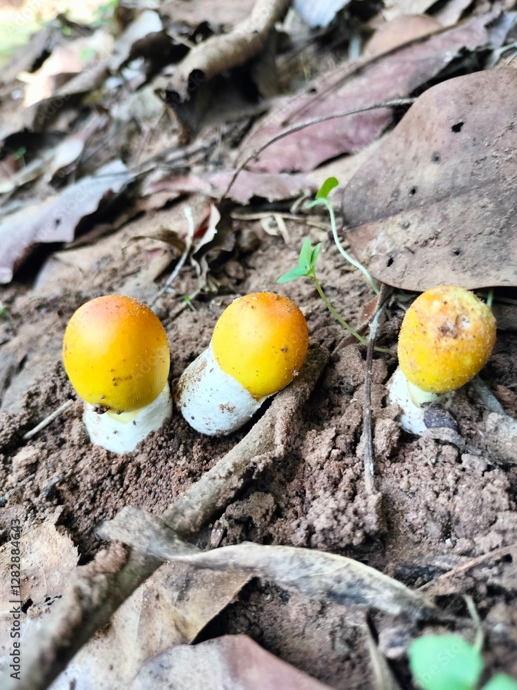 a yellow mushroom Mushrooms in the Northeastern region of Thailand a yellow mushroom Mushrooms in the Northeastern region of Thailand