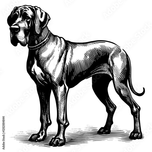 Line art drawing of Great Dane dog's ink sketch vector hand drawn illustration background