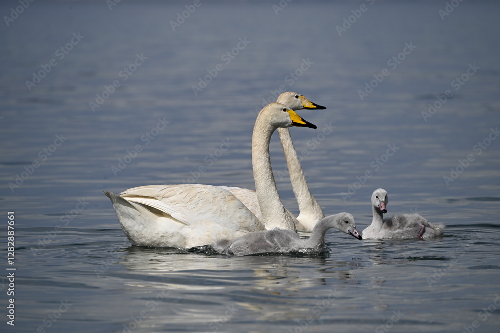 Fototapeta premium two swans on the lake