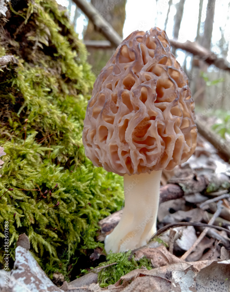 Morchella is a delicacy mushroom. It grows in the forest in spring. The mushroom is brown. Morchella is a delicacy mushroom. It grows in the forest in spring. The mushroom is brown.