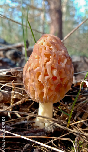 Morchella is a delicacy mushroom. It grows in the forest in spring. The mushroom is brown. photo