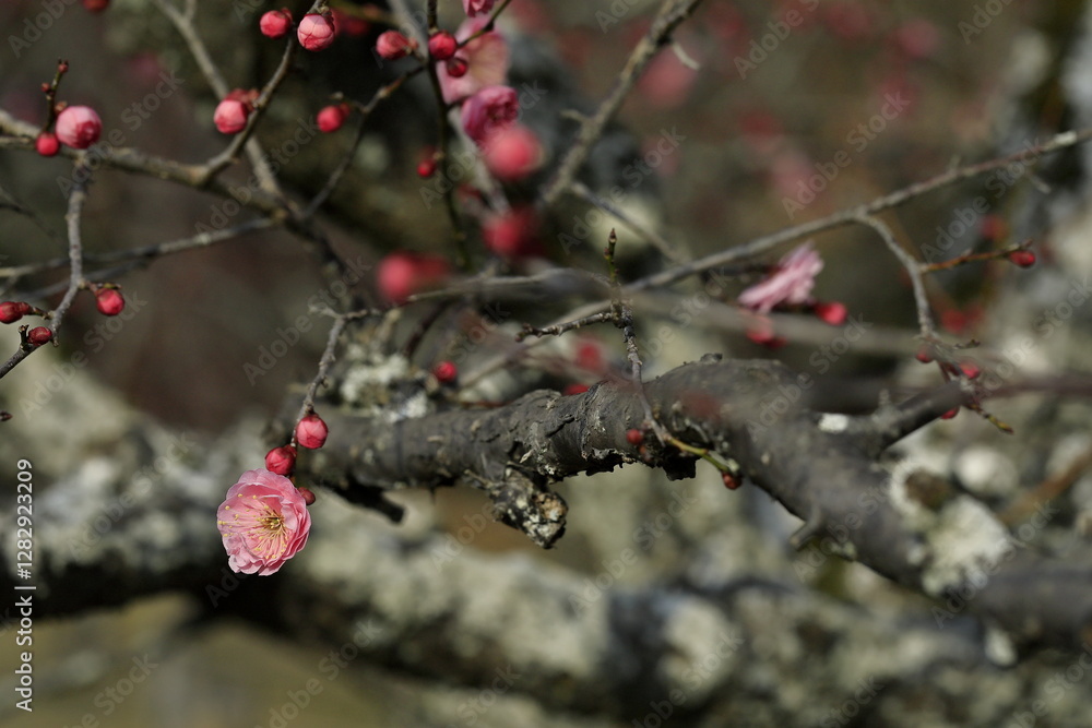 初春の梅