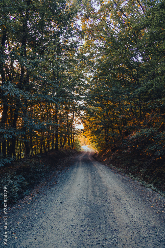 Obraz premium Serene Forest Path at Sunset
