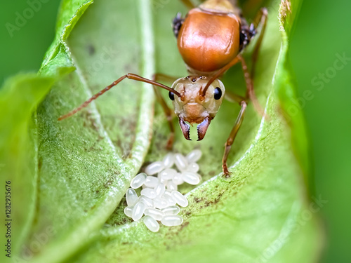 Queen weaver ants and their eggs, weaver ants (Oecophylla smaragdina), ants lay eggs on the leaves