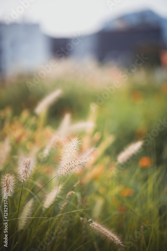 field of Silvergrass