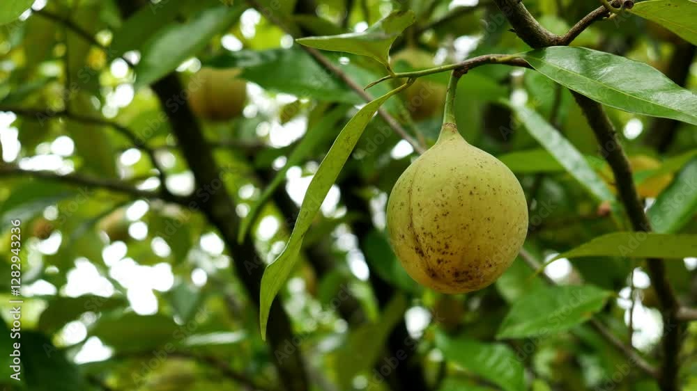 Ripe nutmeg ready for harvest hangs on a windblown tree branch with a blurred background of leaves and other fruits. Nutmeg is commonly used for medicinal, cooking and food purposes. Ripe nutmeg ready for harvest hangs on a windblown tree branch with a blurred background of leaves and other fruits. Nutmeg is commonly used for medicinal, cooking and food purposes.