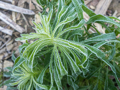 green plants in frost on a cold autumn