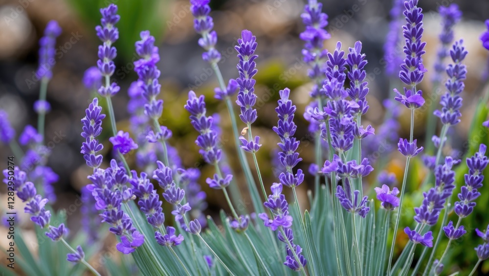 Naklejka premium Lavender flowers in full bloom with vibrant purple petals and green foliage in a garden setting captured in daylight hours.