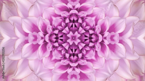 pink dahlia flower in kaleidoscope pattern