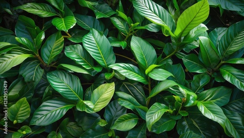 Dense arrangement of lush green foliage with varying leaf shapes in natural light background