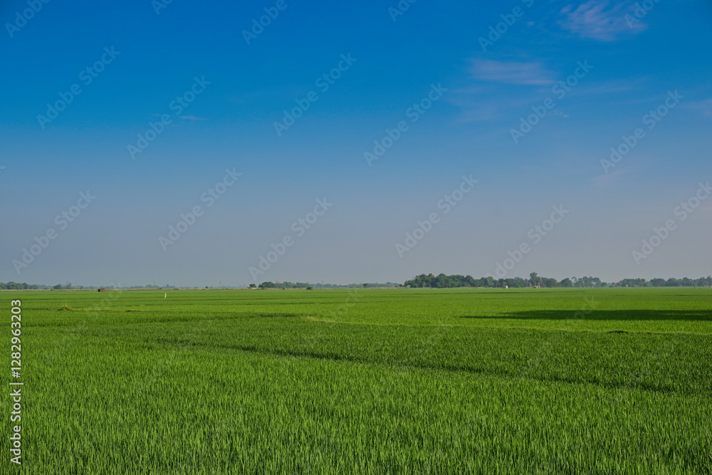 Glimpses from Rural Bengal. West Bengal is an agricultural state. Fertile landscape, rich culture and history Glimpses from Rural Bengal. West Bengal is an agricultural state. Fertile landscape, rich culture and history