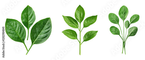 Fresh green spinach leaves on a Transparent Background