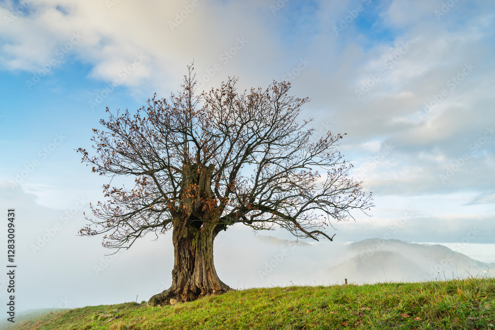 Alte Eiche im Baselbiet