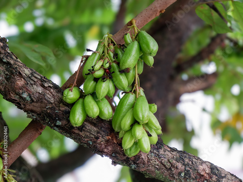 starfruit or Averrhoa Bilimbi Linn in Indonesian is called is belimbing wuluh or belimbing sayur which has a sour taste photo