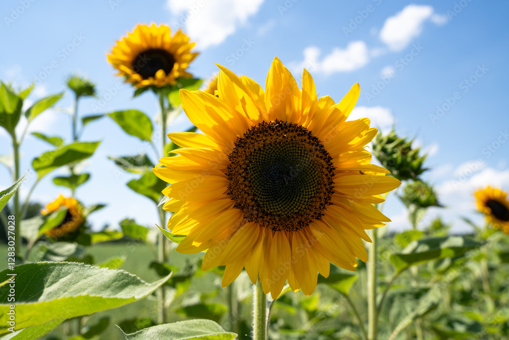 Sunflower on sunny day in summer Sunflower on sunny day in summer