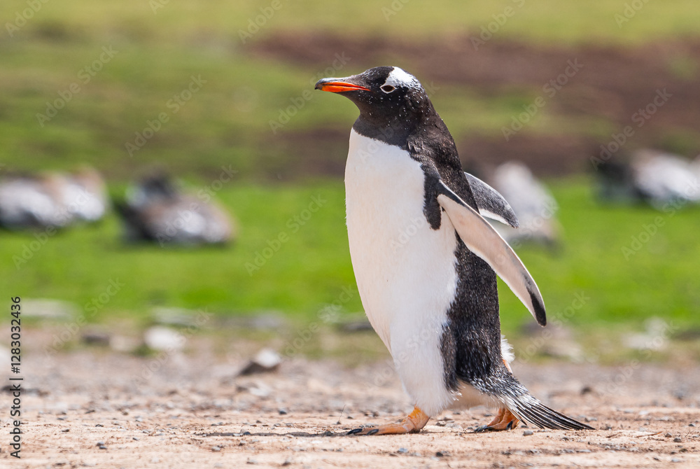 Naklejka premium Gentoo penguins and rookery with chicks and eggs in port Stanley Falklands