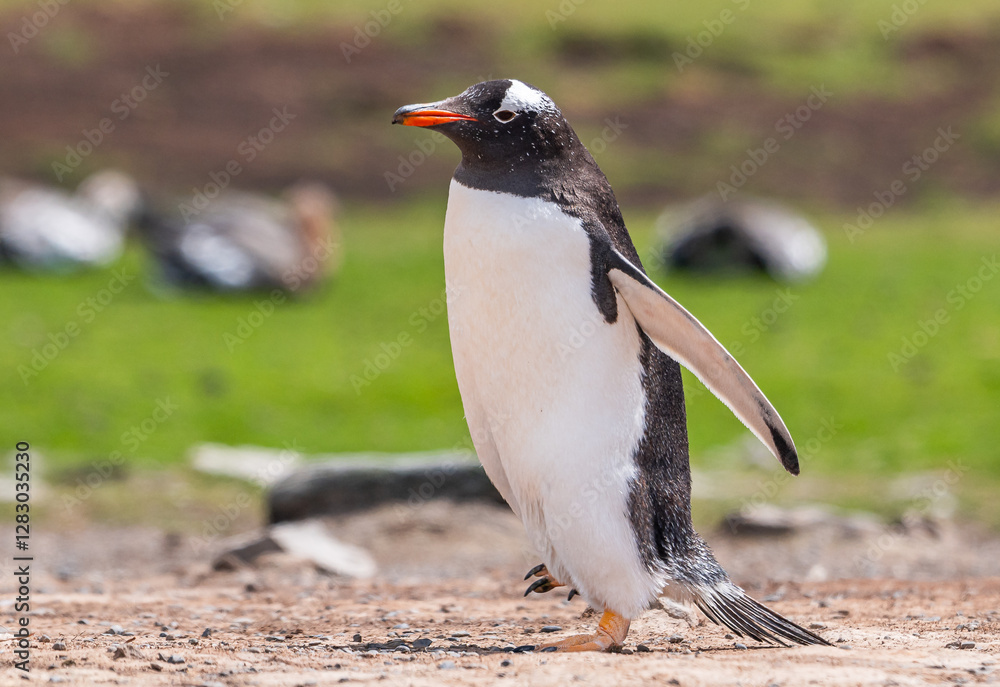 Naklejka premium Gentoo penguins and rookery with chicks and eggs in port Stanley Falklands