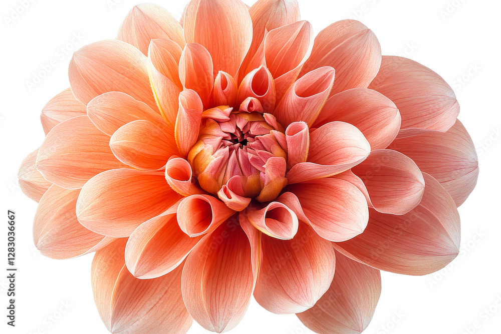 Peach dahlia bloom showcasing delicate petals Peach dahlia bloom showcasing delicate petals