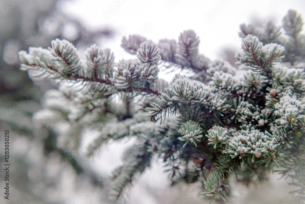 Snow-covered branches of spruce in the winter fores
Snow-covered branches of spruce in the winter fores