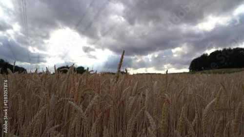 Wheat on a cloudy afternoon