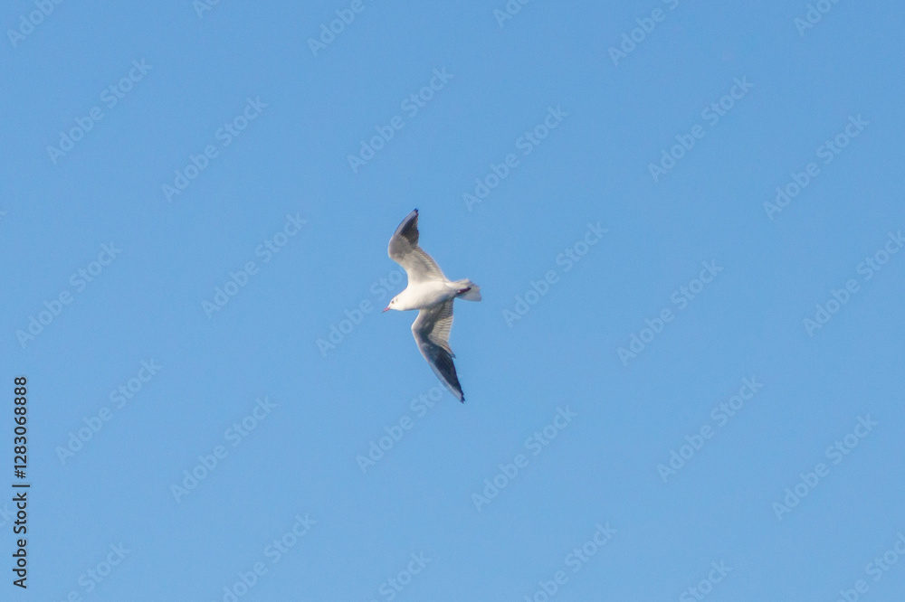 White river gull flies in the sky White river gull flies in the sky
