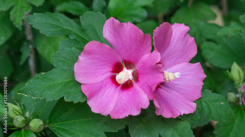 Naklejka premium Purple wildflower close up