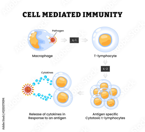 Cell mediated immunity diagram process, Immune response. activation of phagocytes, labeled macrophage, pathogen, t-lymphocyte, release cytokines in response to antigen, cytotoxic. Biology education,