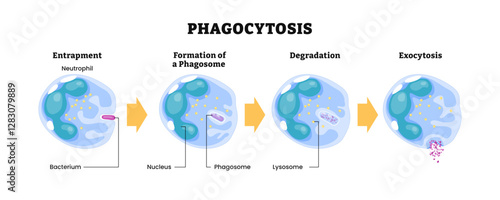 Phagocytosis progress diagram, macrophage absorption of bacteria. Stages of mechanism of the immune response, labeled entrapment (endocytosis), phagosome formation, degradation, exocytosis, lysosome. photo