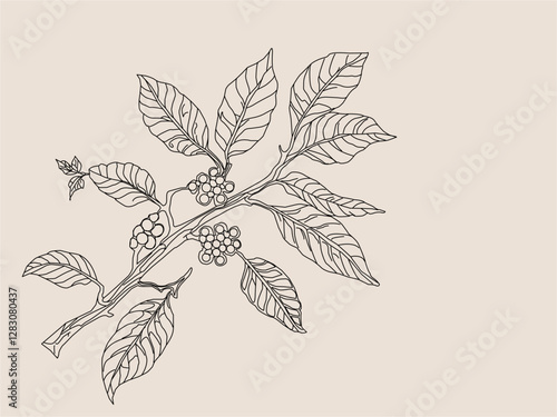 Branch with leaves. vector illustration of coffee branch. Coffee plant branch with leaf. Hand drawn Coffee tree vector. Coffee beans and leaves. Branch of a plant.