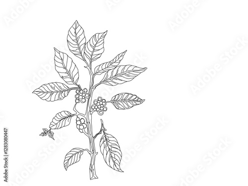 Branch with leaves. vector illustration of coffee branch. Coffee plant branch with leaf. Hand drawn Coffee tree vector. Coffee beans and leaves. Branch of a plant.