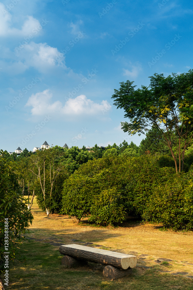 trees of parks on sunny days trees of parks on sunny days