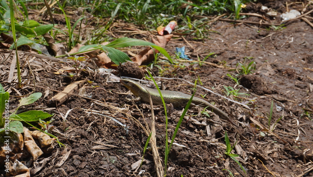 Fototapeta premium lizards and dry twigs