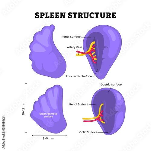 Spleen structure anatomy diagram, Diaphragmatic, Gastric, Renal and Colic surfaces. Lymphatic system. Labeled artery vein, pancreatic surface, renal surface, colic surface. Biology education