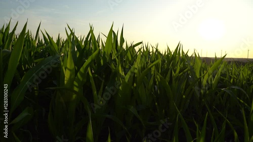 Cornfield on a sunny evening in summer 