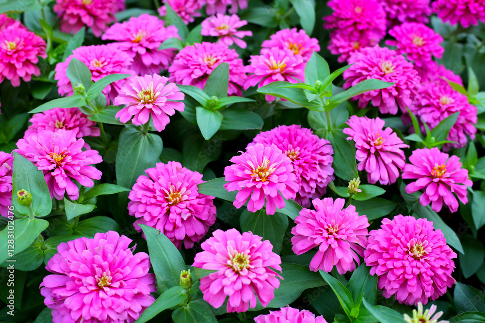 Blooming zinnia flowers in the field Blooming zinnia flowers in the field
