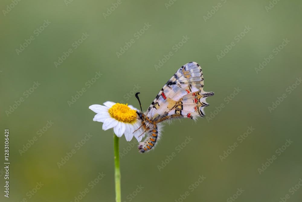 a beautiful butterfly with scallop, Zerynthia deyrollei