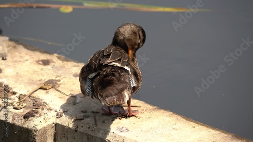 Duck cleans feathers with its beak
