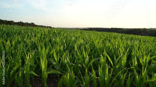 Cornfield on a sunny evening in summer 