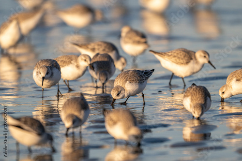 Bécasseau sanderling (Calidris alba - Sanderling) photo