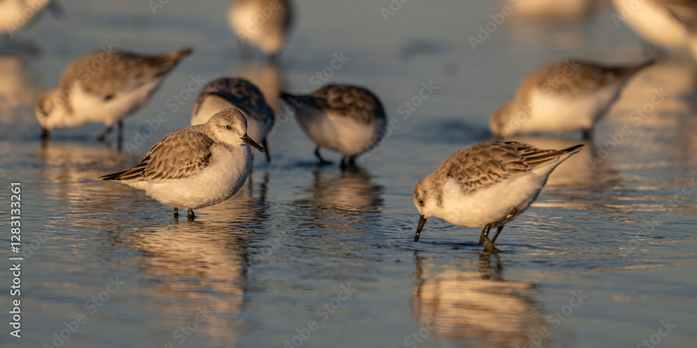 Bécasseau sanderling (Calidris alba - Sanderling) Bécasseau sanderling (Calidris alba - Sanderling)