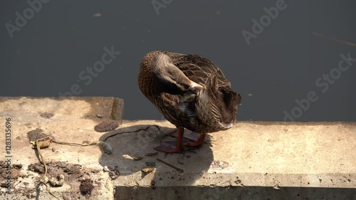 Duck cleans her feathers with beak