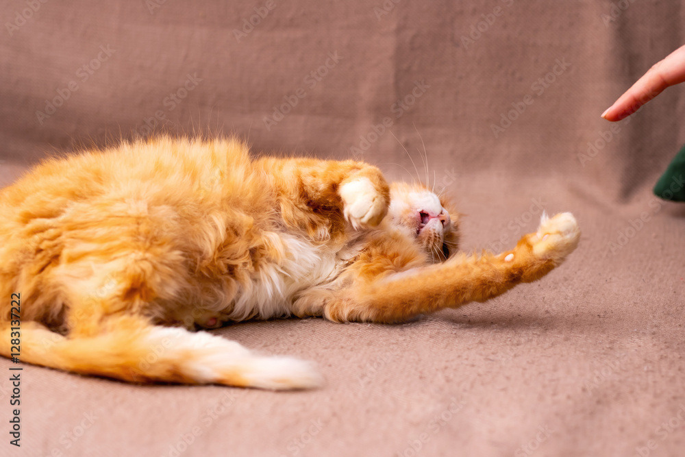 A playful cat is laying on its back and engaging with a person s hand A playful cat is laying on its back and engaging with a person s hand